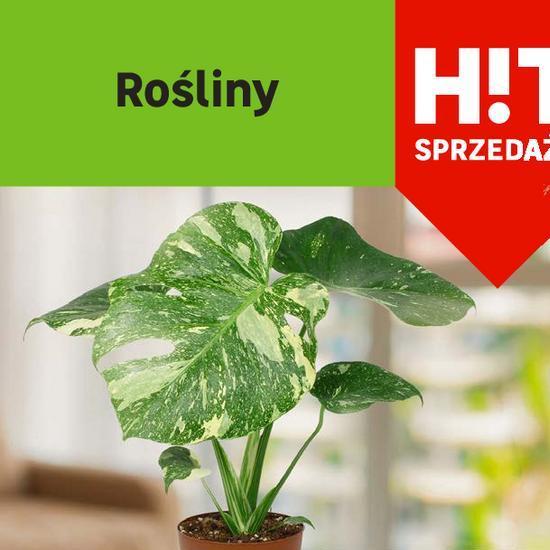 gazetka roślina czas obowiązywania od 05.03.2025 do 26.03.2025